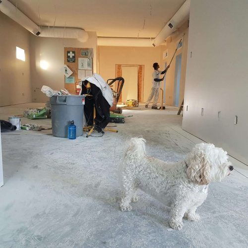 A small white dog stands on a dusty floor in a room under renovation, with tools and supplies scattered around. In the background, a person is painting a wall.